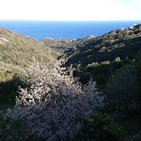 A Tana Di A Volpe Διαμέρισμα Ville-di-Pietrabugno Εξωτερικό φωτογραφία