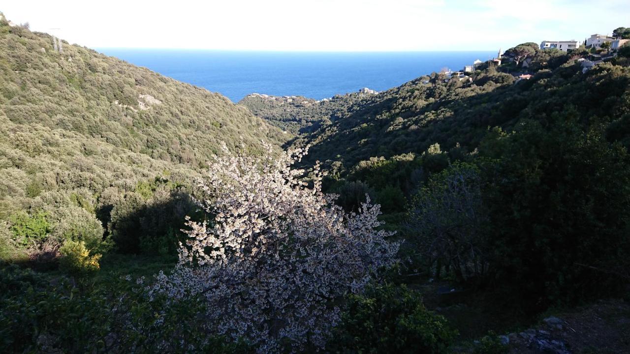 A Tana Di A Volpe Διαμέρισμα Ville-di-Pietrabugno Εξωτερικό φωτογραφία